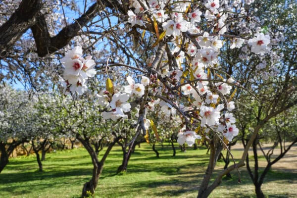 Almond Blossom