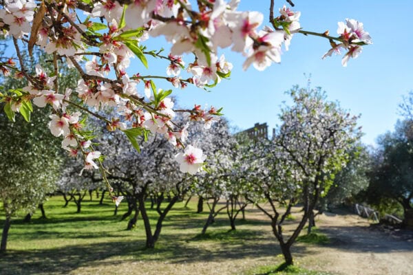 Almond Blossom