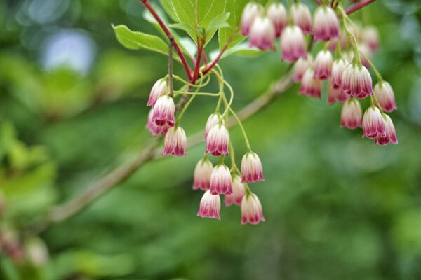 Annapolis Royal Historic Gardens