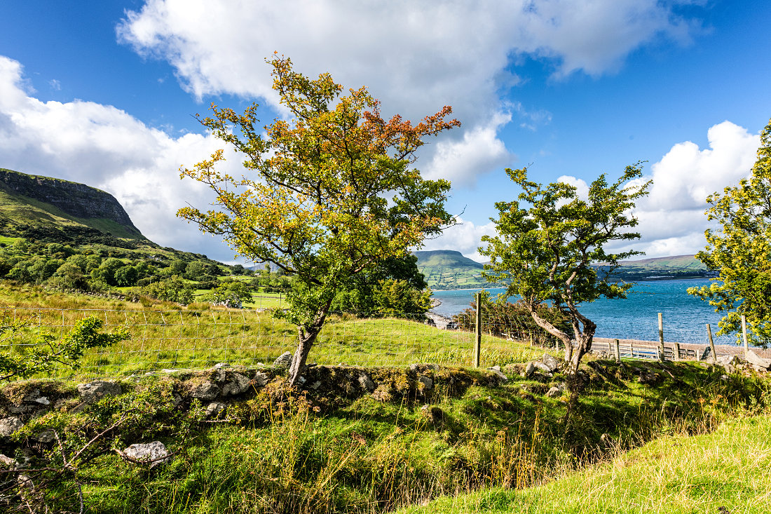 Trees at Ardclinis Church and Graveyard in County Antrim, Northern Ireland