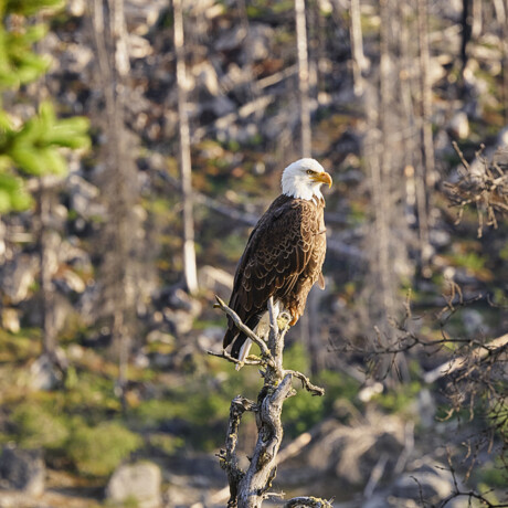 Bald Eagle