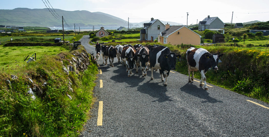 Kühe auf der Straße bei Ballydonegan auf der Beara Halbinsel, County Cork, Irland