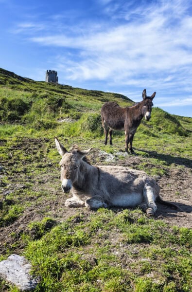 Ballylinchy Signal Tower