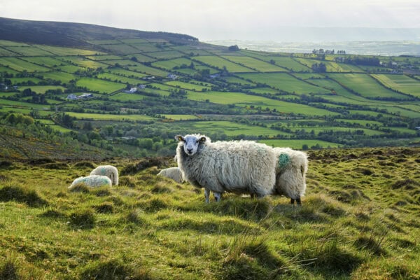 Blackstairs Mountains