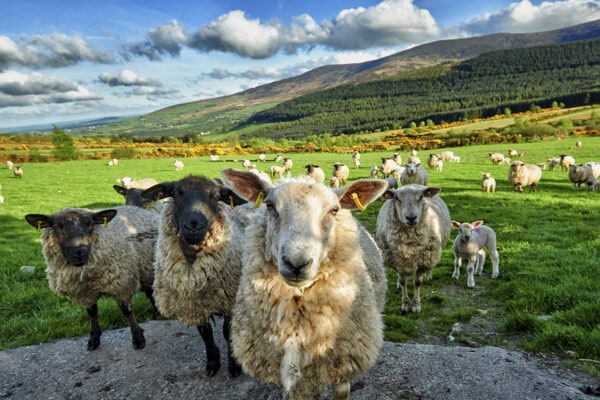 Blackstairs Mountains