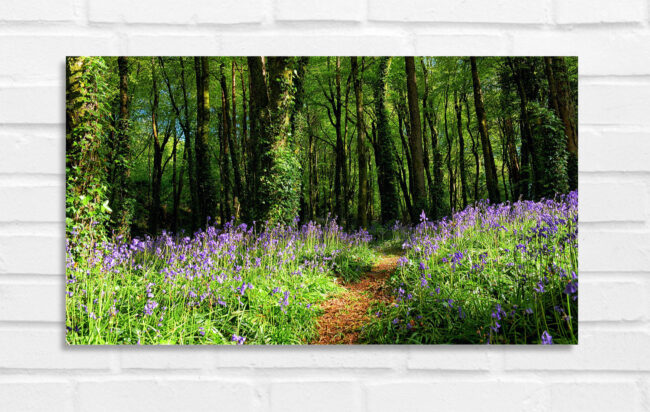 Bluebells - Irland Foto