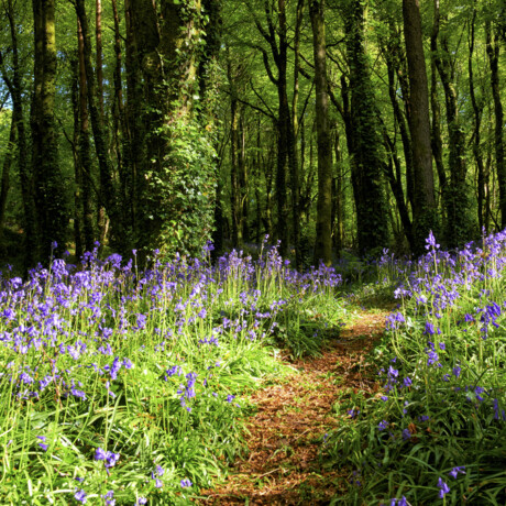 Bluebells