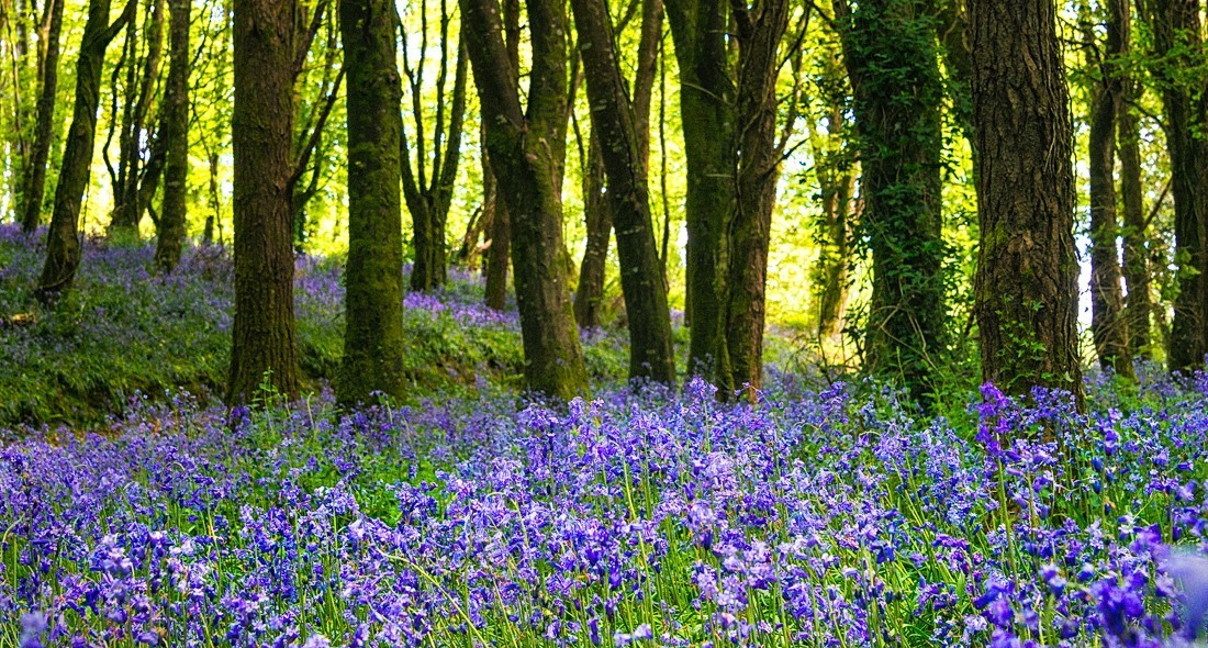 Bluebells im Castlefreke Woods, Co. Cork, Irland