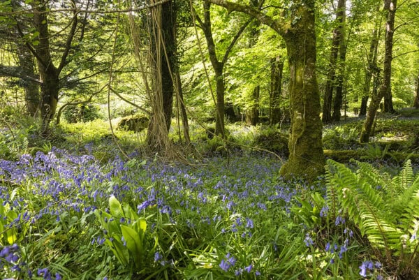 Bluebells