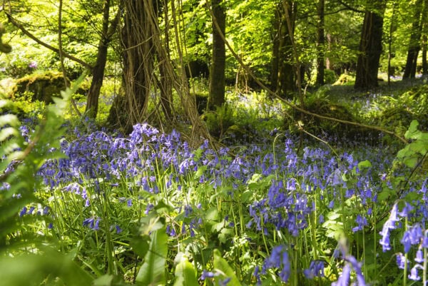 Bluebells