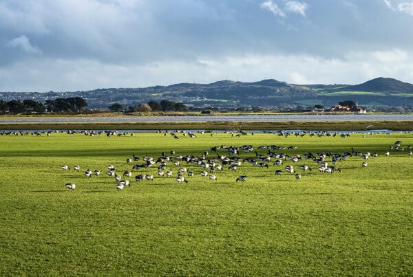 Brant Geese Portmarnock