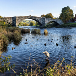 Pont Fawr, Llanrwst; Conwy, Wales Heron in Conwy River