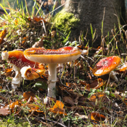Fly agaric in the forest near Bad Rippoldsau-Schapbach, Black Forest, Germany Fly agaric