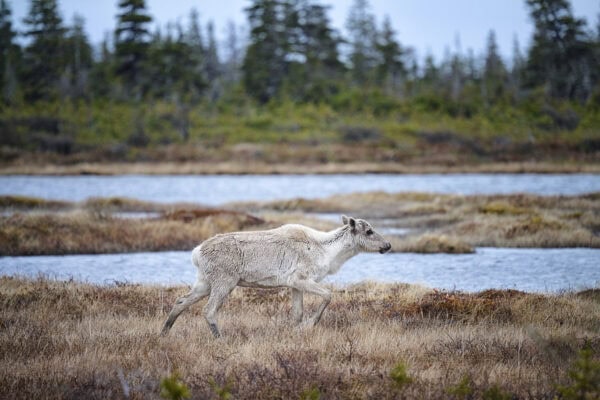 Caribou
