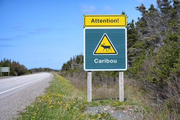 Caribou Sign