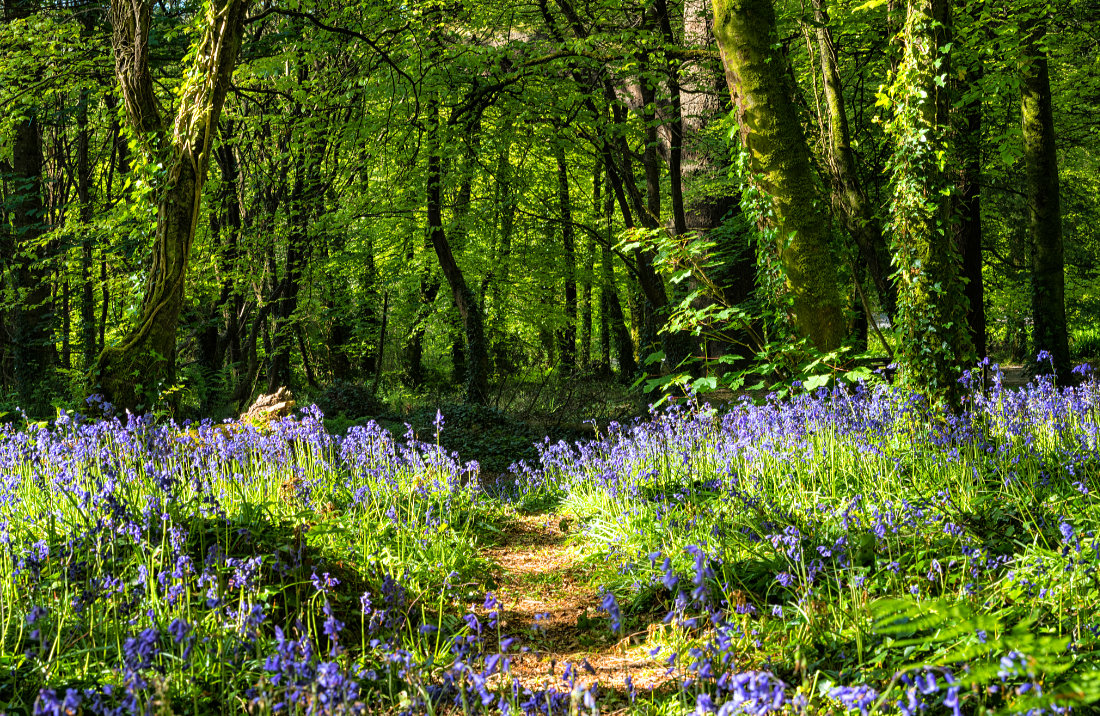 Bluebells im Castlefreke Woods, Co. Cork, Irland