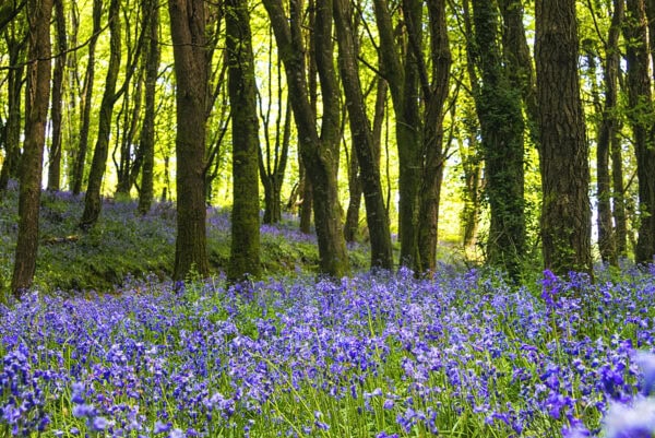 Castlefreke Woods Bluebells
