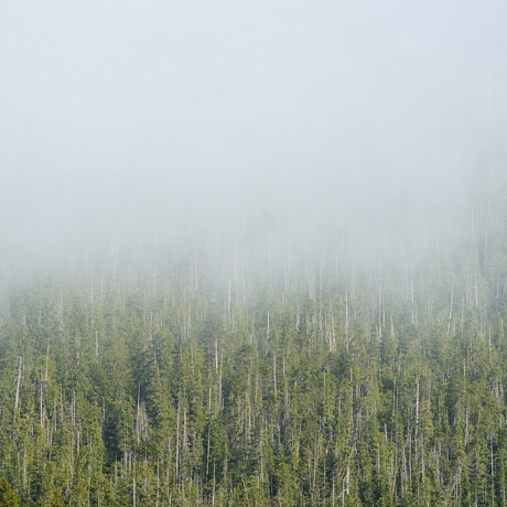 Clayoquot Sound Fog