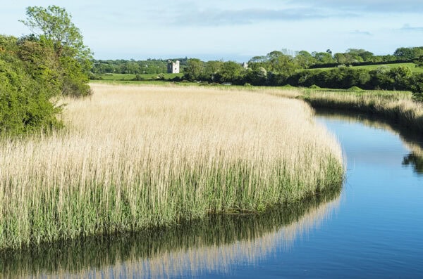 Clonmines Medieval Town