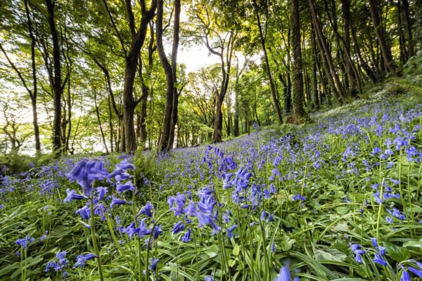 Courtmacsherry Woods Bluebells