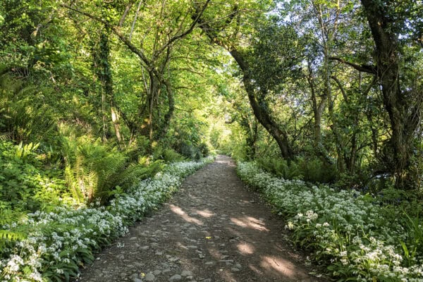 Courtmacsherry Woods