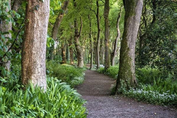 Courtmacsherry Woods