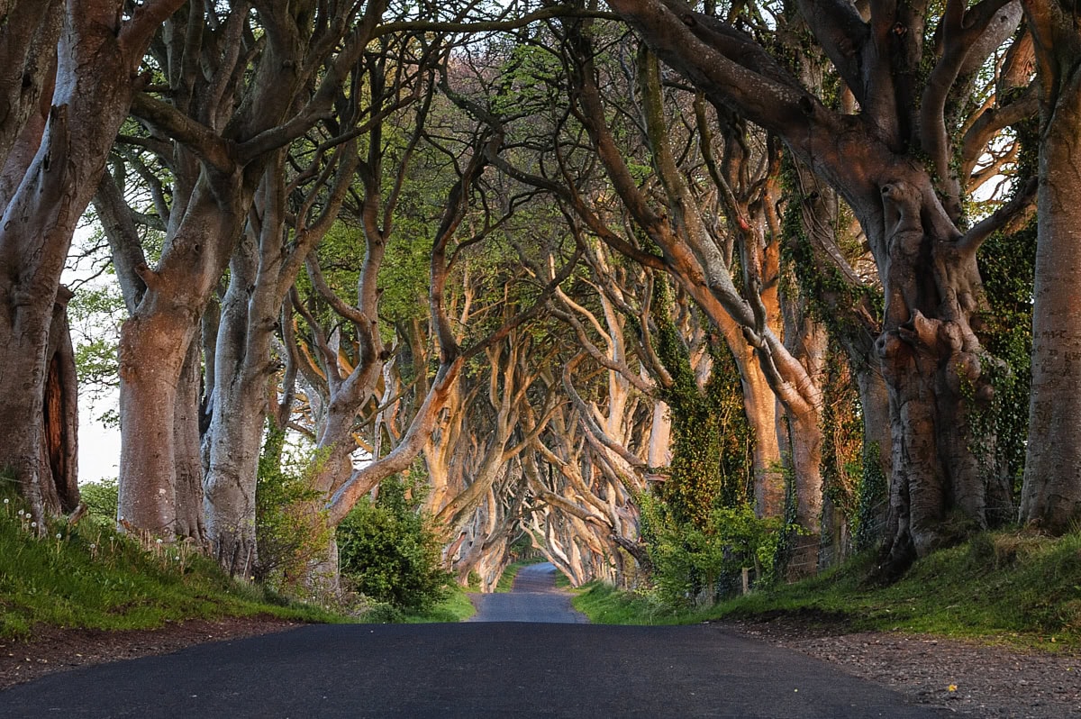 Dark Hedges, Bregagh Road, in County Antrim, Northern Ireland