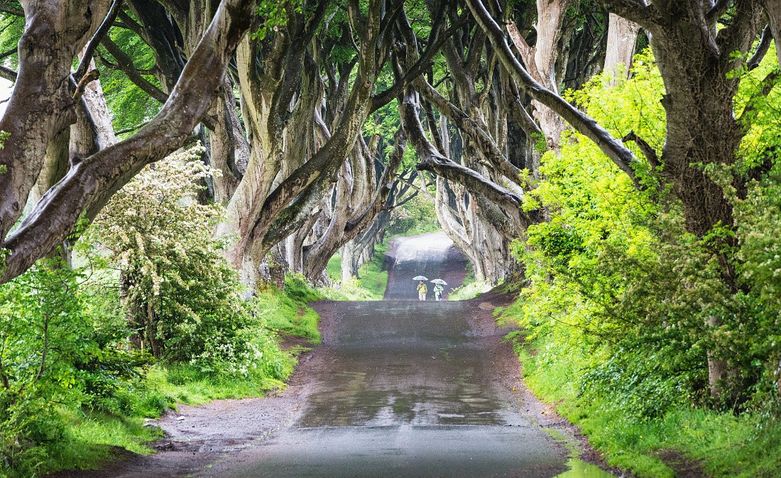 Rainy Day at Dark Hedges in County Antrim, Northern Ireland