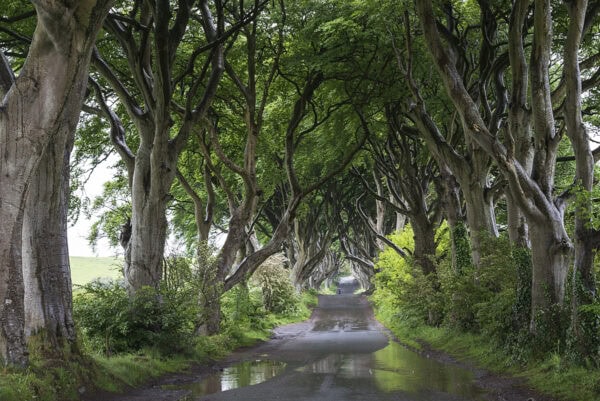 Dark Hedges