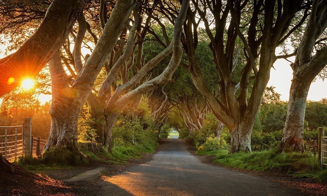 Dark Hedges in Co. Antrim, Northern Ireland