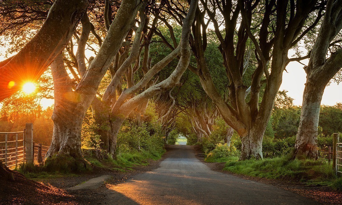 Dark Hedges in Co. Antrim, Northern Ireland