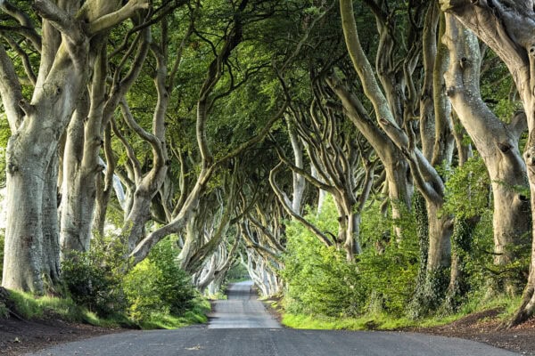 Dark Hedges