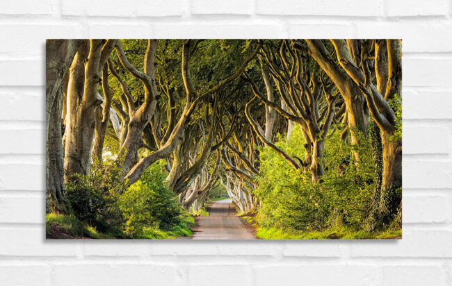 Dark Hedges - Nordirland Foto