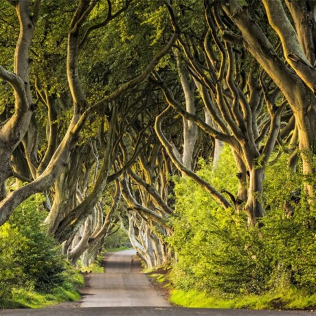 Dark Hedges