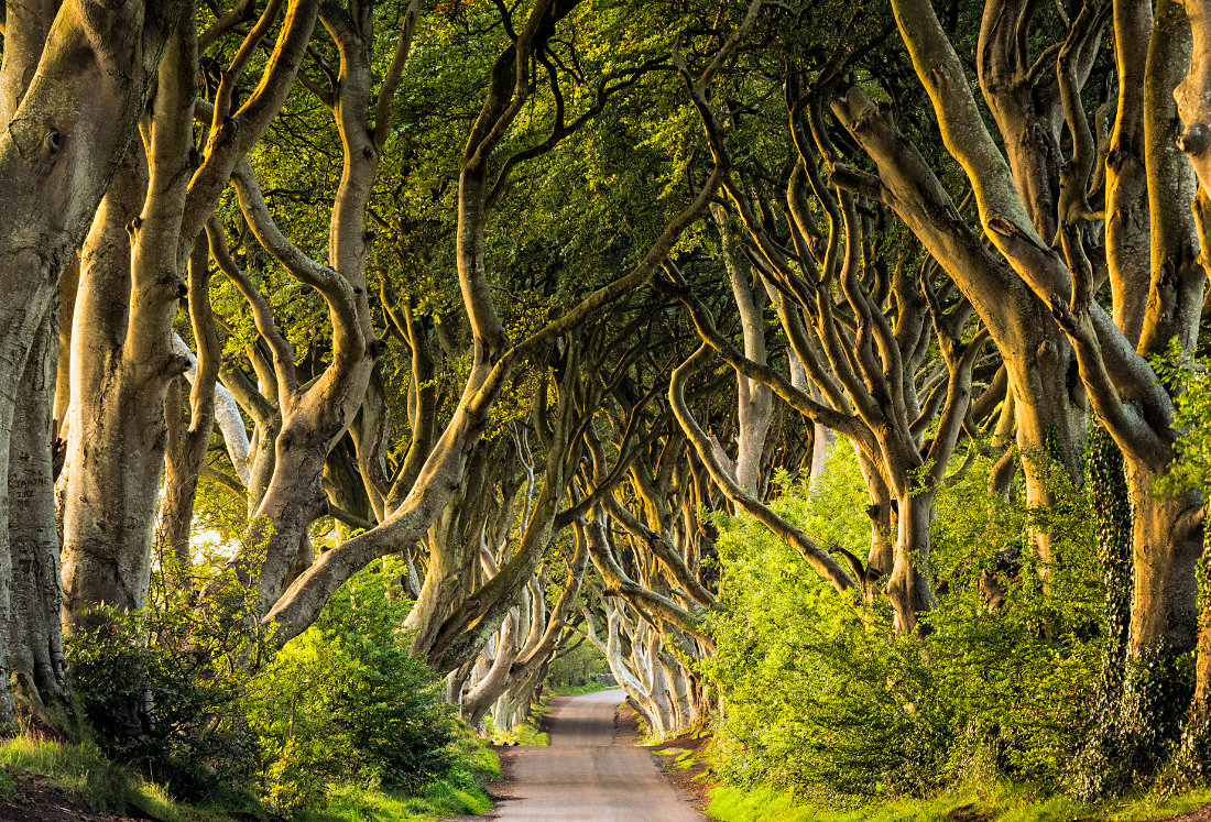 Dark Hedges in County Antrim, Nordirland