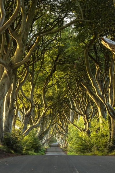 Dark Hedges