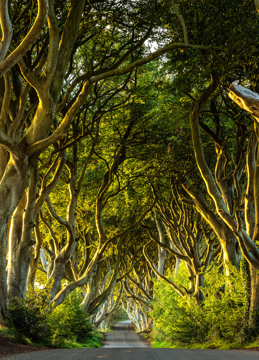 Dark Hedges in County Antrim, Nordirland