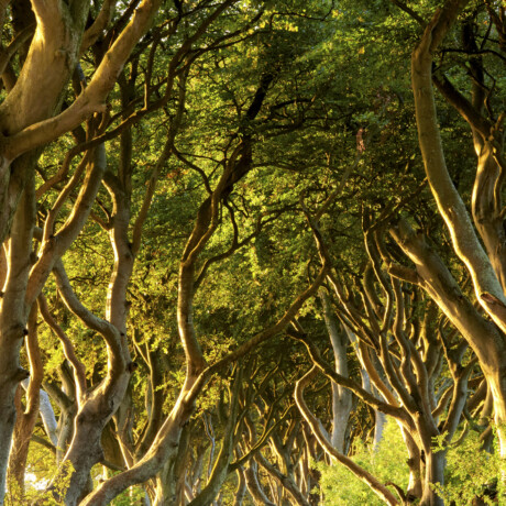 Dark Hedges