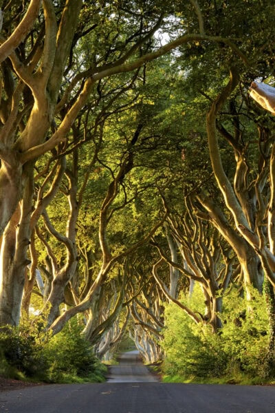 Dark Hedges