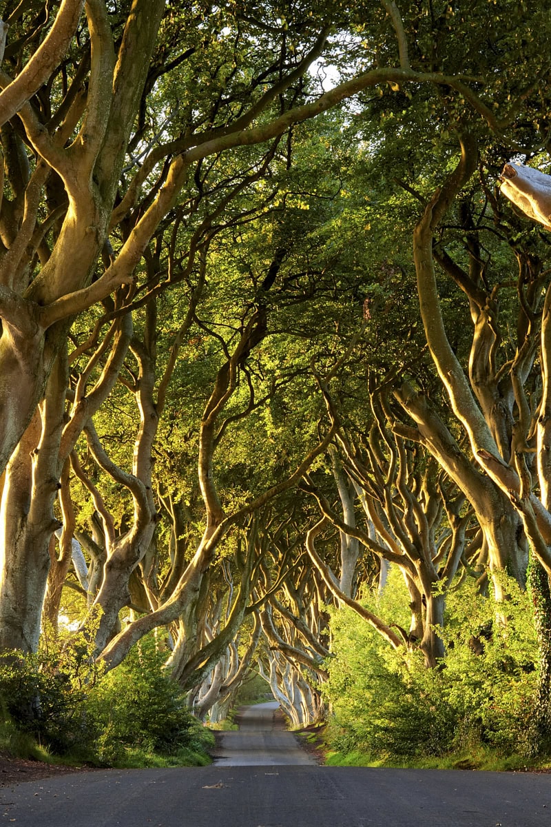 Dark Hedges, Bregagh Road, in County Antrim, Northern Ireland