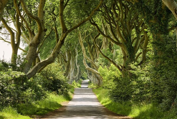Dark Hedges at Bregagh Road near Armoy, Co. Antrim, Northern Ireland