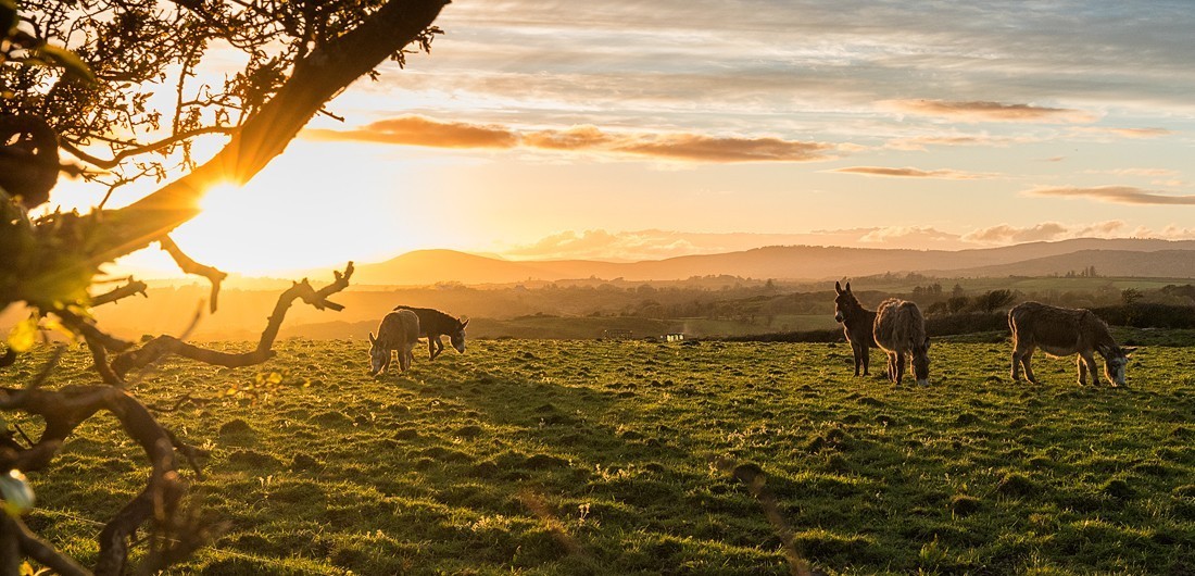 Esel in West Cork, Co. Cork, Irland