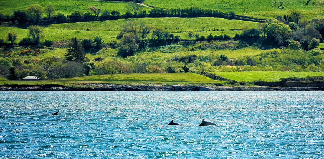 Dolphins in Dunmanus Bay,