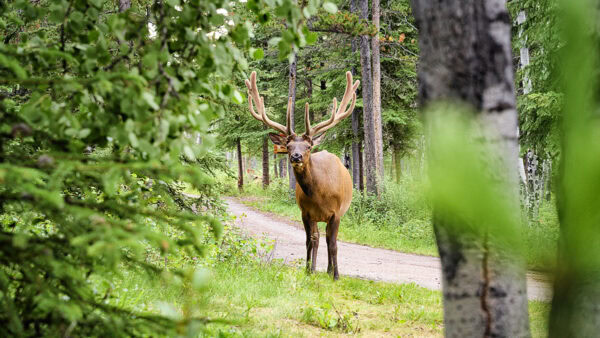 Elk