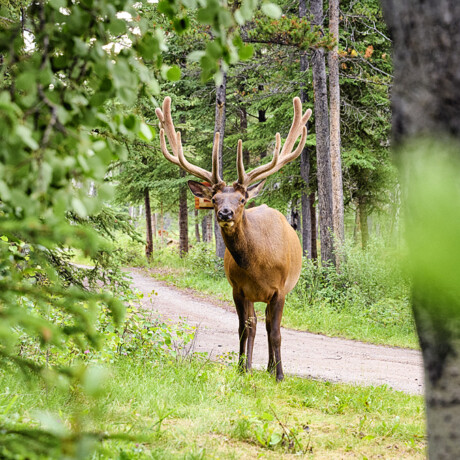 Elk