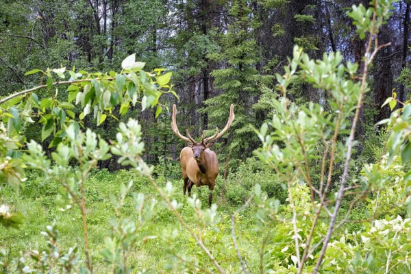 Elk