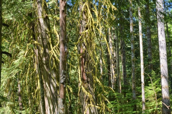 Elk Falls Provincial Park