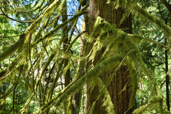 Elk Falls Provincial Park