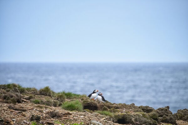 Elliston Puffins