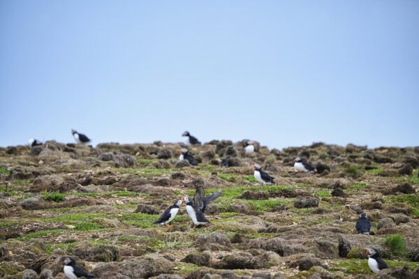 Elliston Puffins